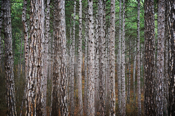 Misty foresta mistero grande buio verde Foto d'archivio © vapi