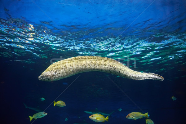 Moray hunting underwater Stock photo © vapi