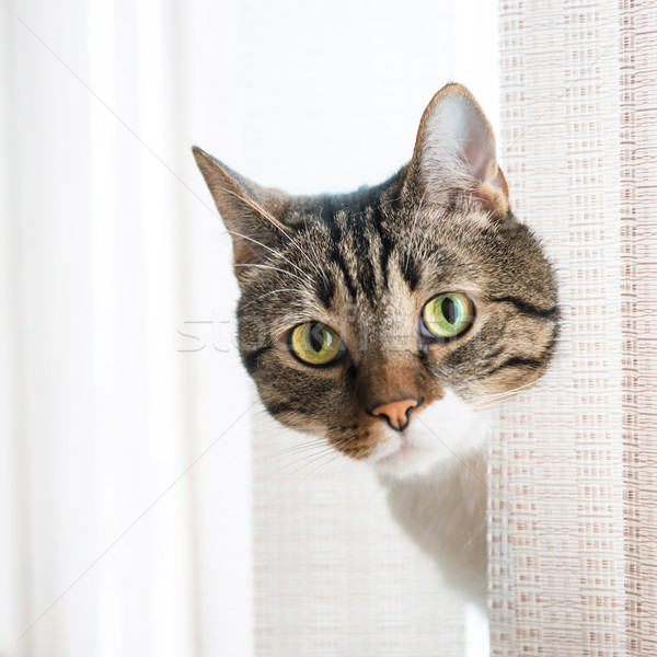 Weinig grijs gestreept kat naar geïsoleerd Stockfoto © vapi