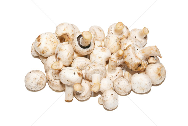 Group of agarics isolated on white. Stock photo © vapi