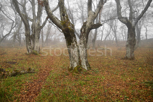Herbst nebligen Wald Blätter abstrakten Landschaft Stock foto © vapi