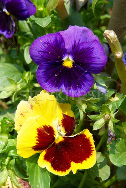 Pansy flowers Stock photo © vapi