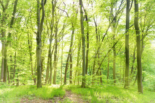 Matin ensoleillée forêt printemps soleil vert [[stock_photo]] © vapi