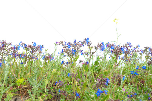 [[stock_photo]]: Herbe · verte · bleu · fleurs · isolé · blanche · fleur