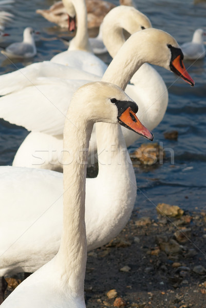 White swans. Stock photo © vapi