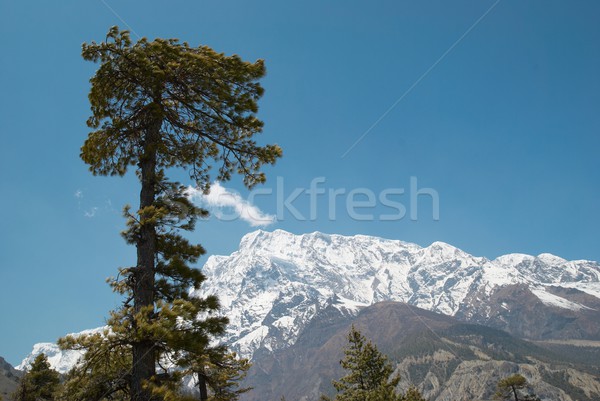 Tibetan road with firs in Himalayan mountain Stock photo © vapi