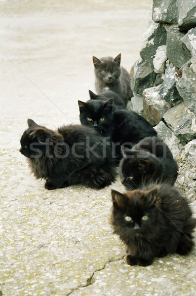 Muitos preto gatinhos sessão terreno céu Foto stock © vapi