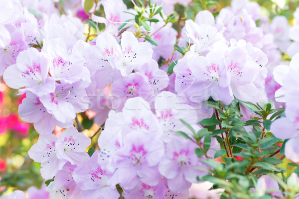 Rosa flores de primavera azalea flor naturaleza luz Foto stock © vapi