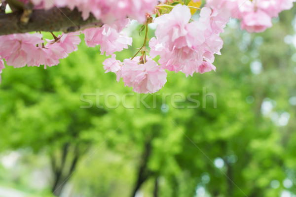 Foto stock: Rosa · sakura · flores · primavera · cereza · árbol