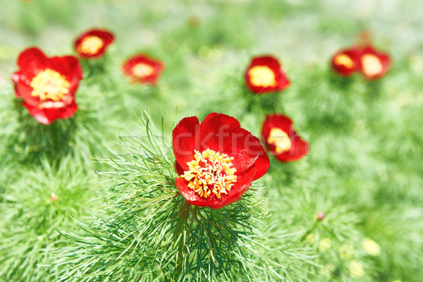 Foto stock: Flores · vermelhas · campo · grama · verde · sol · natureza