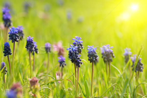 зеленая трава синий цветы цветок трава солнце Сток-фото © vapi