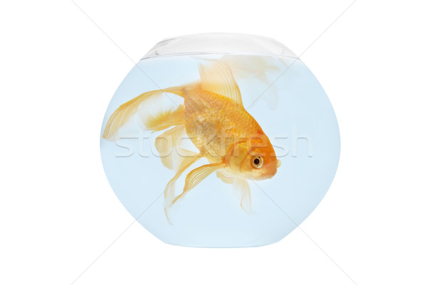 Foto stock: Dourado · peixe · aquário · isolado · branco · natureza