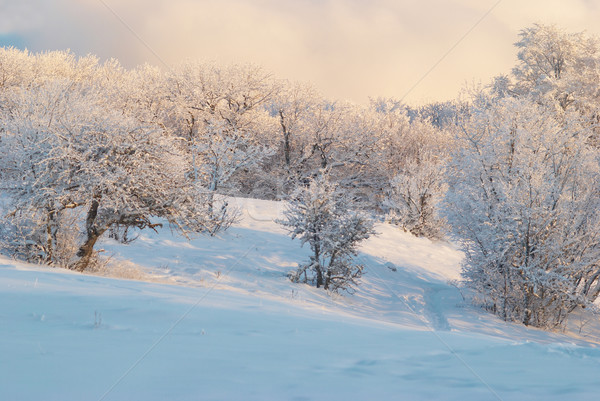 Hiver glaciale forêt arbre soleil paysage [[stock_photo]] © vapi