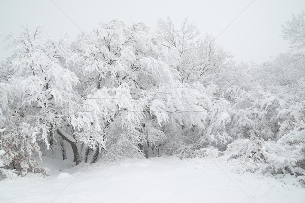 Hiver forêt neige belle glaciale arbres [[stock_photo]] © vapi