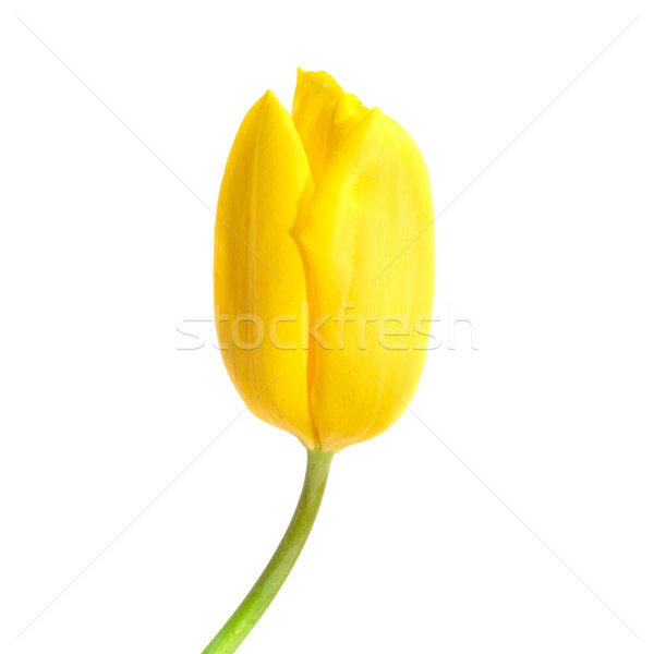 Foto stock: Amarelo · tulipa · um · isolado · branco · primavera