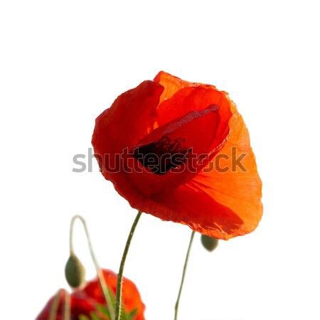 Red poppies Stock photo © vapi