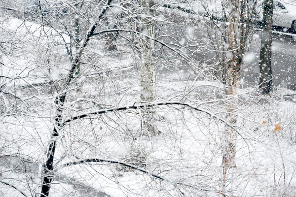 Stock fotó: Hóesés · tél · park · fekete · fák · hó
