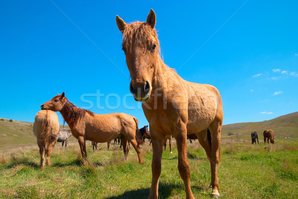 Stok fotoğraf: Atlar · alan · mavi · gökyüzü · aile · çim