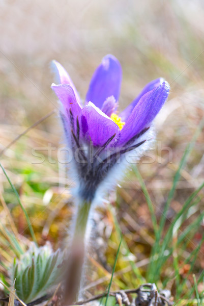 Flower Pasqueflower (Pulsatilla patens) Stock photo © vapi
