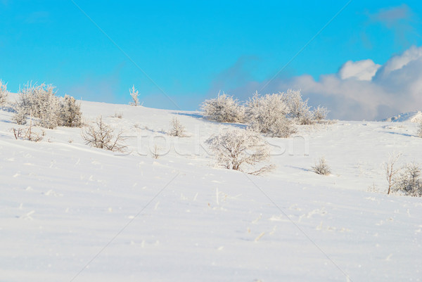 Hiver glaciale forêt arbre soleil paysage [[stock_photo]] © vapi