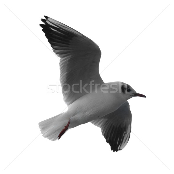 Stock photo: Flying seagull