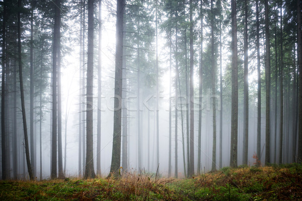 Misterios ceaţă verde pădure pin copaci Imagine de stoc © vapi