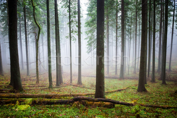 Misterios ceaţă verde pădure pin copaci Imagine de stoc © vapi