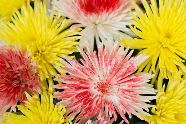ストックフォト: 美しい · 黄色 · 赤 · 花 · 春 · 愛