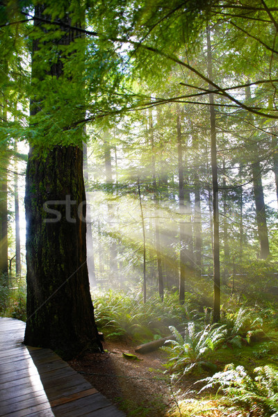 Foto d'archivio: Verde · foresta · sunrise · legno · percorso · nebbia