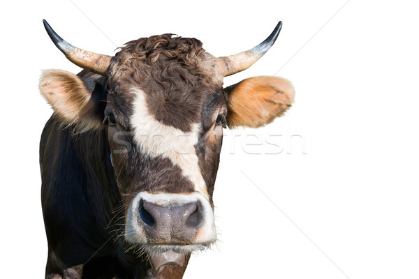 Cow from a farm Stock photo © vapi