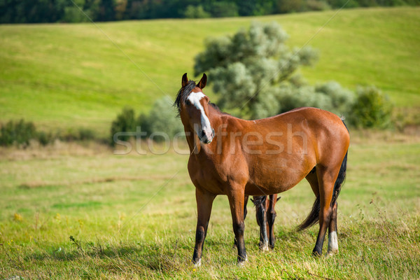 Foto stock: Escuro · cavalos · prado · grama · verde · primavera · natureza