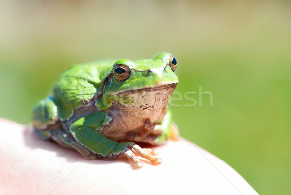 Green frog Stock photo © vapi