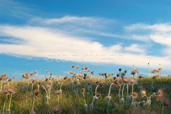 Field with deflorated flowers Stock photo © vapi