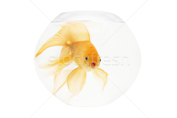 Stock fotó: Arany · hal · akvárium · izolált · fehér · természet