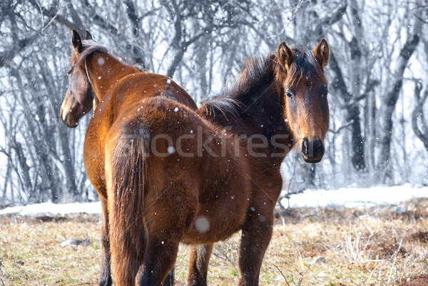 Red horses on the field Stock photo © vapi