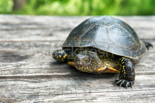 Foto stock: Grande · tartaruga · velho · secretária · ensolarado