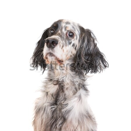 Dog english setter Stock photo © vapi