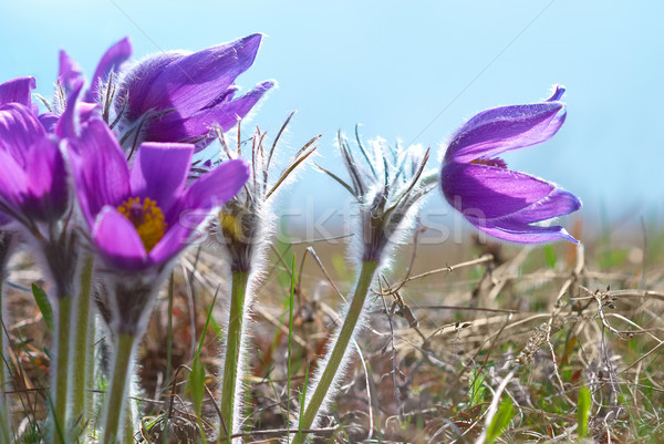 Flowers Pasqueflower (Pulsatilla patens) Stock photo © vapi