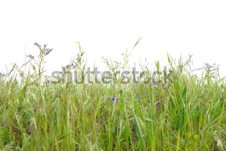 Groen gras geïsoleerd witte textuur voorjaar gras Stockfoto © vapi