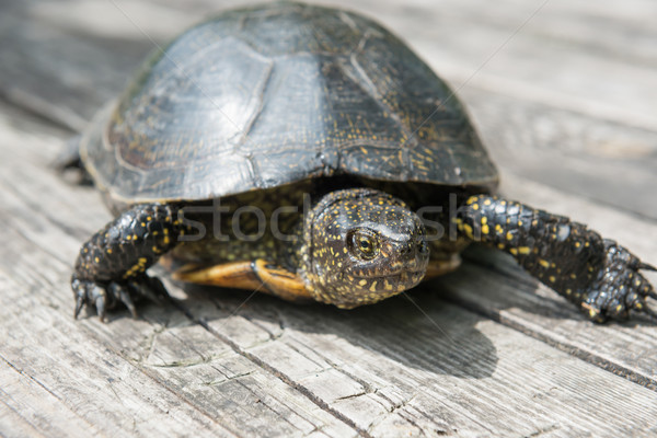 Foto stock: Grande · tartaruga · velho · secretária · sol