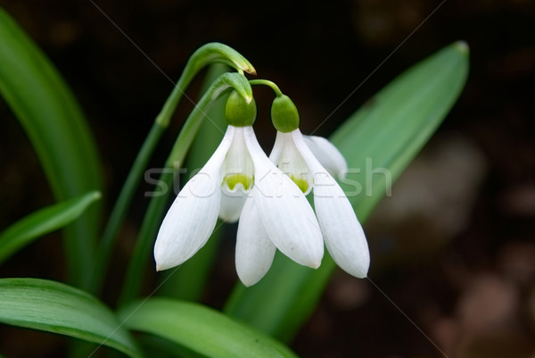Snowdrops- spring white flowers Stock photo © vapi