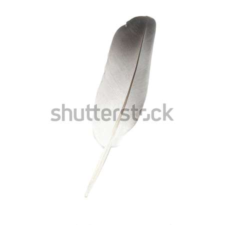 Bird's feather Stock photo © vapi