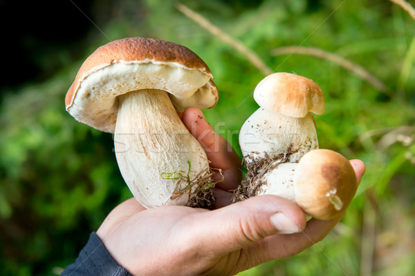Edible fresh mushrooms in a hand Stock photo © vapi