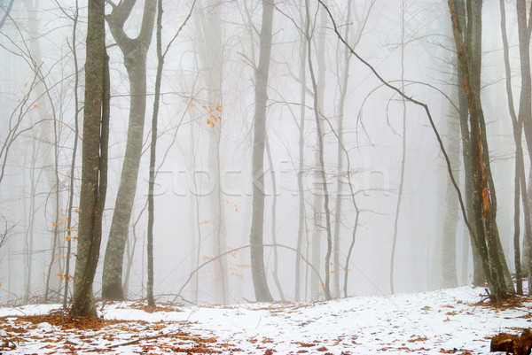 Inverno floresta denso dente luz folha Foto stock © vapi