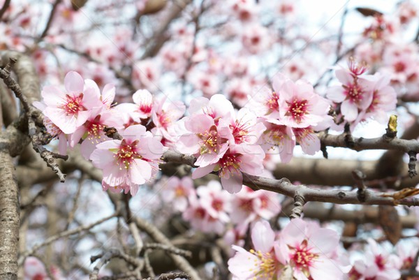 Almond tree pink flowers. Stock photo © vapi