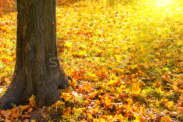 ビッグ 黄色 秋 ツリー 森林 晴れた ストックフォト © vapi