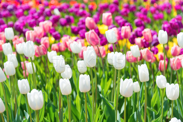 Foto stock: Campo · tulipas · muitos · colorido · flores · flor