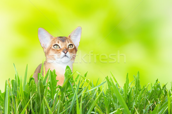 Gato gatito soleado hierba verde suave primavera Foto stock © vapi