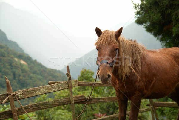 Red horse Stock photo © vapi