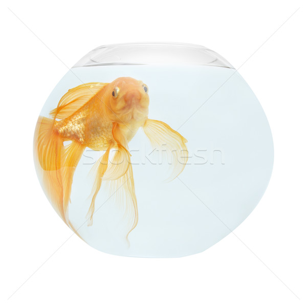 Golden Fisch Aquarium isoliert weiß Natur Stock foto © vapi